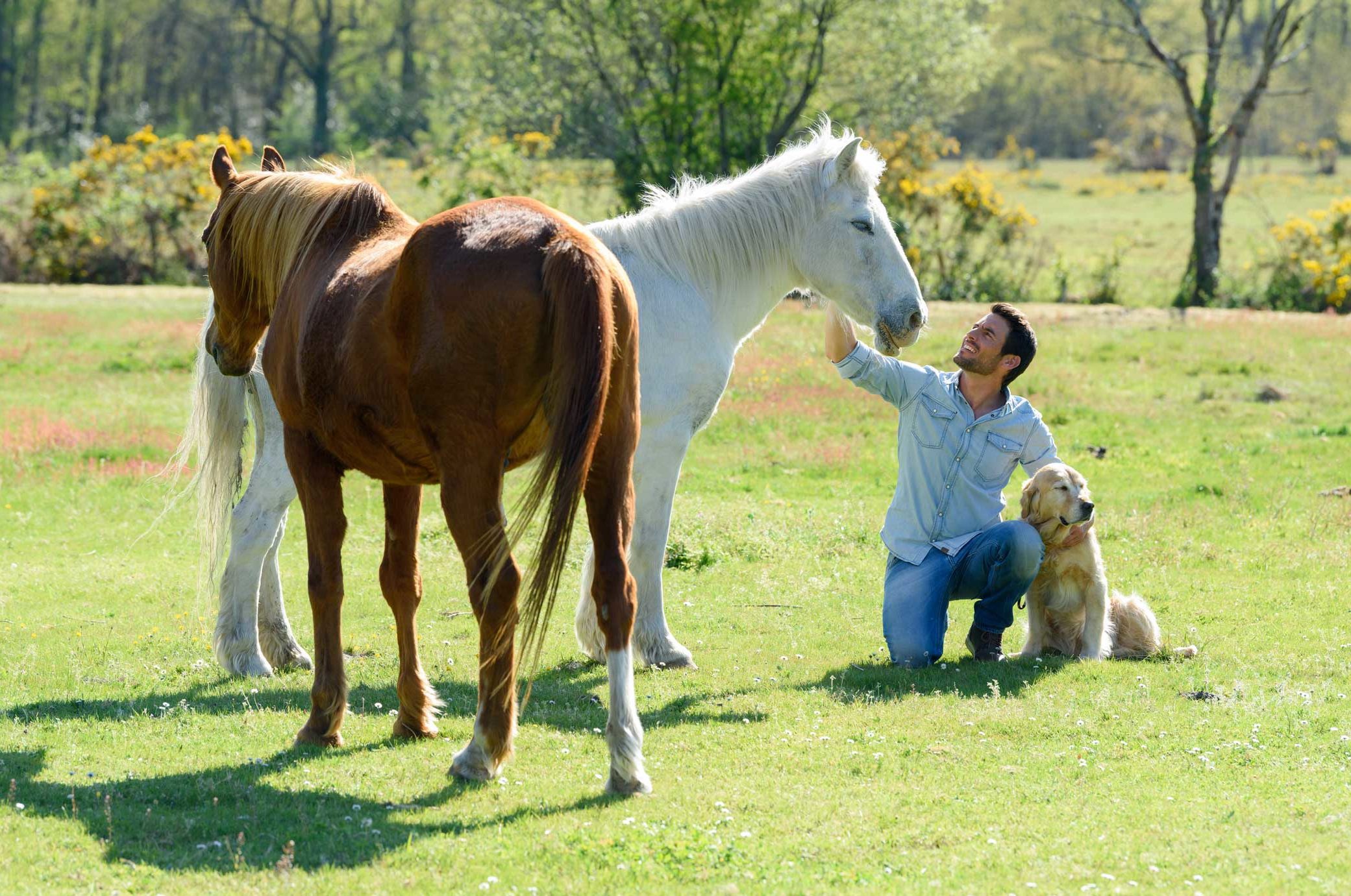 AFL-RET-Man-dog-2-horses-pasture-re-ext-sfw