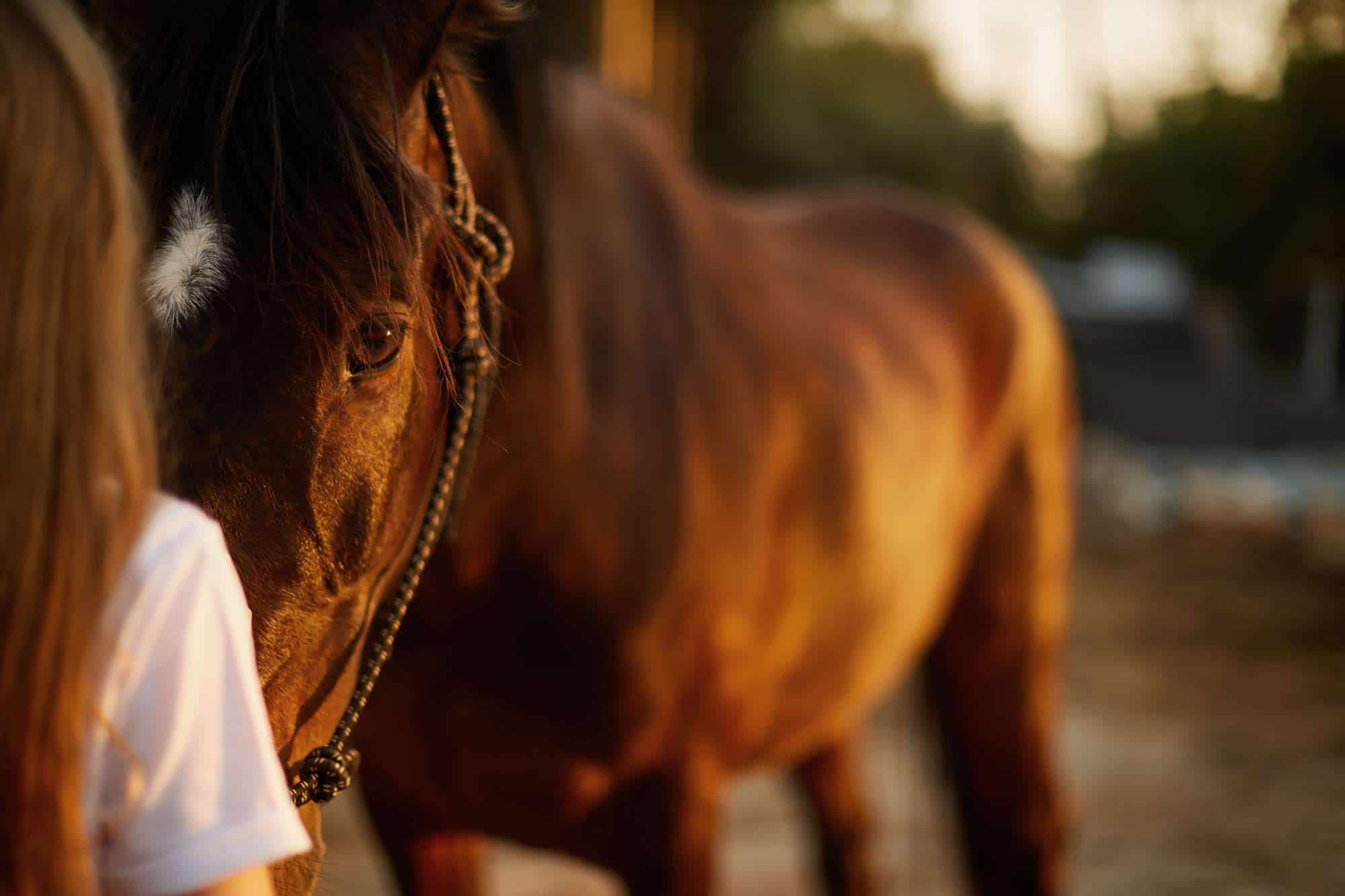 girl-facing-horse