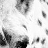 B.Z. - Monthly Donation - Image 3