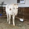 B.Z. - Monthly Donation