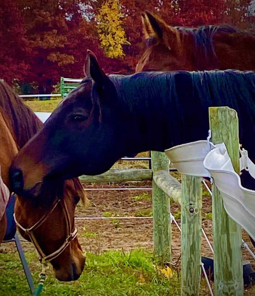 Two horses touching faces